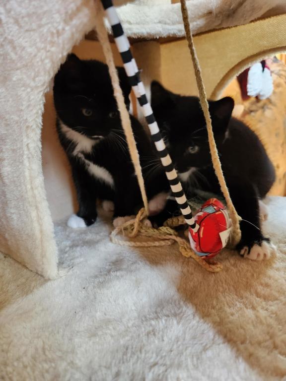 Toe Kitten photo 3