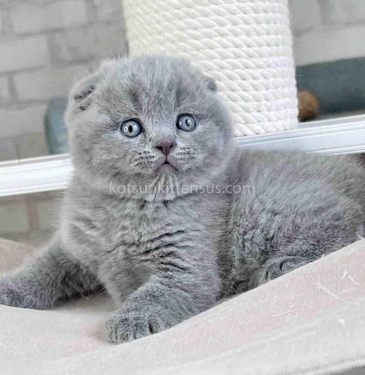 Scottish Fold Baby Boy Martin Blue Solid photo 6