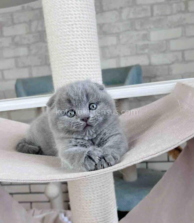 Scottish Fold Baby Boy Martin Blue Solid photo 13