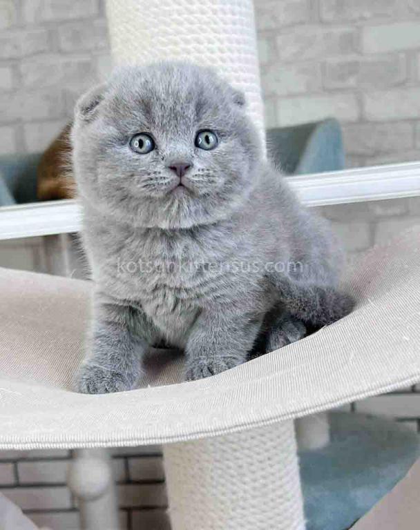 Scottish Fold Baby Boy Martin Blue Solid photo 7