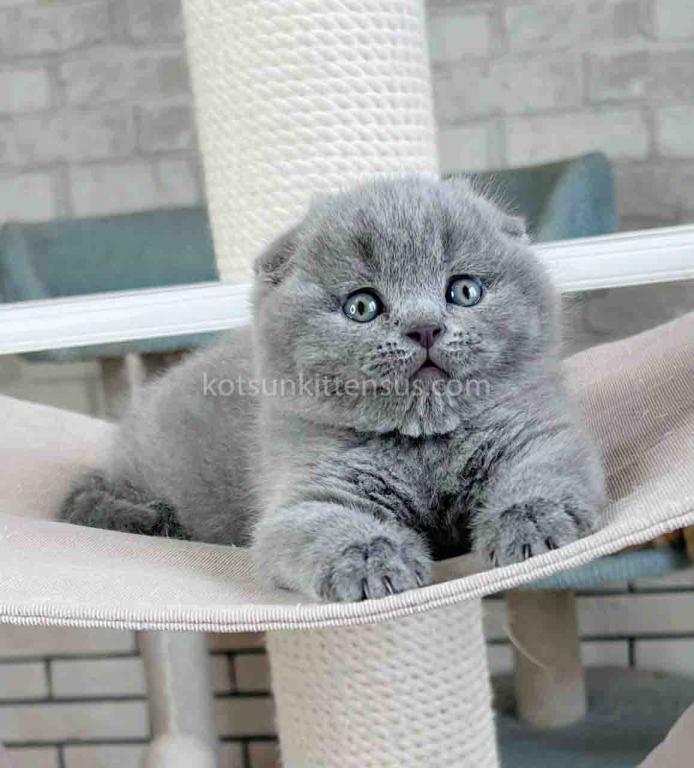 Scottish Fold Baby Boy Martin Blue Solid photo 3