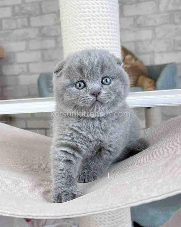 Scottish Fold Baby Boy Martin Blue Solid photo 2