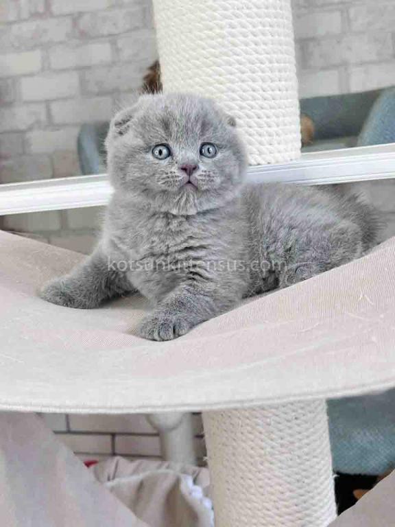 Scottish Fold Baby Boy Martin Blue Solid photo 5