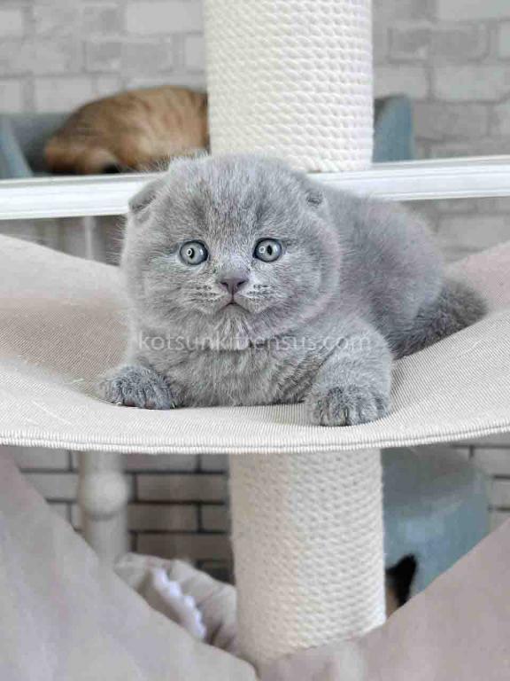 Scottish Fold Baby Boy Martin Blue Solid photo 9