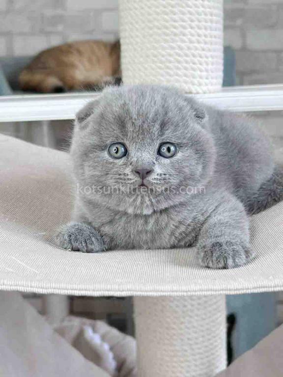 Scottish Fold Baby Boy Martin Blue Solid photo 8