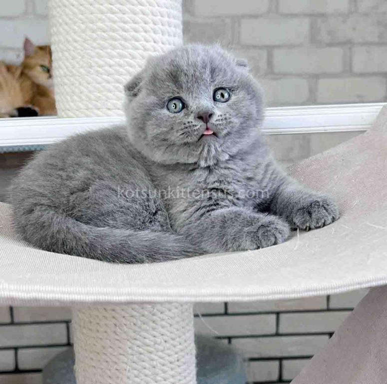 Scottish Fold Baby Boy Martin Blue Solid