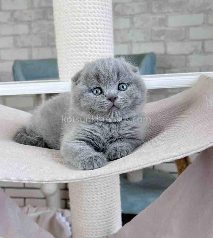 Scottish Fold Baby Boy Martin Blue Solid photo 15