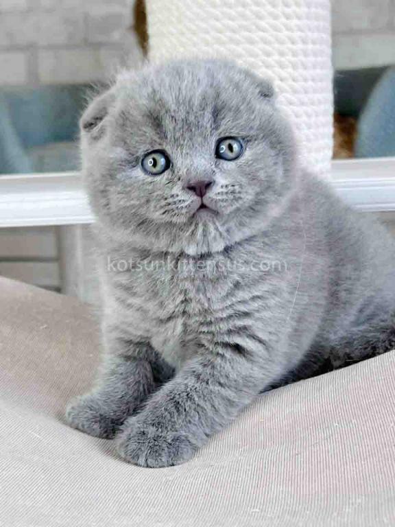 Scottish Fold Baby Boy Martin Blue Solid photo 4