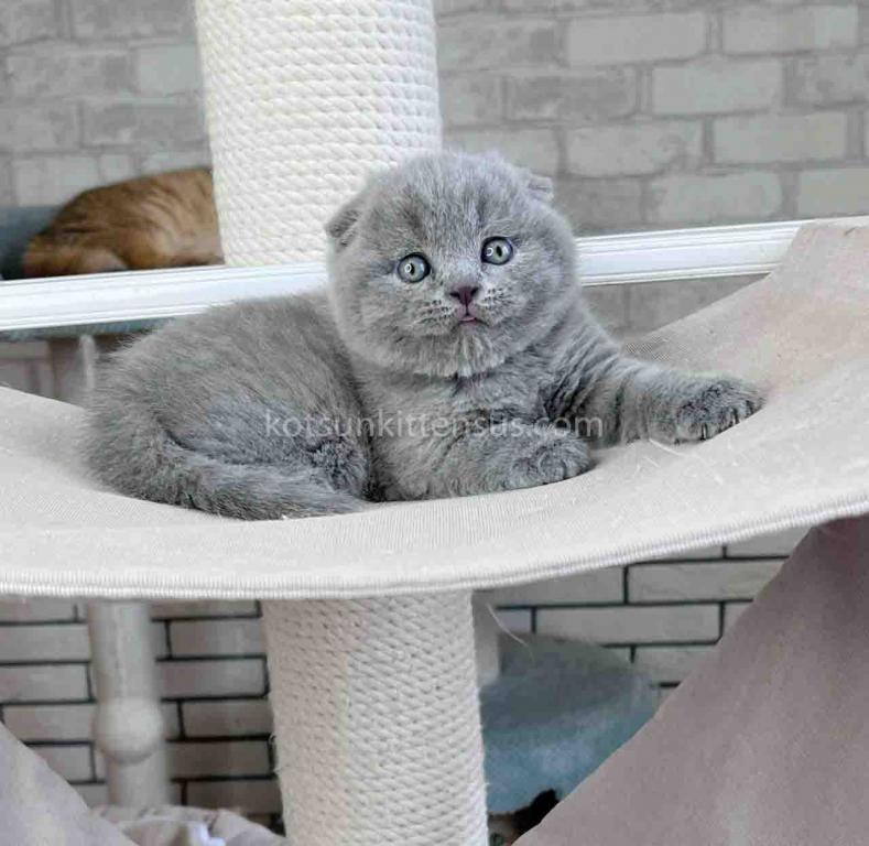 Scottish Fold Baby Boy Martin Blue Solid photo 11
