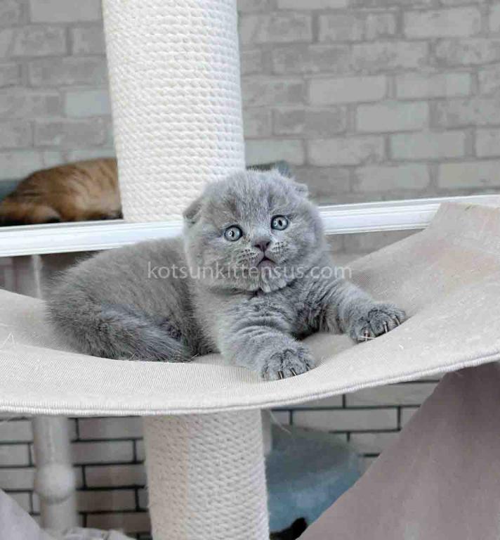 Scottish Fold Baby Boy Martin Blue Solid photo 12