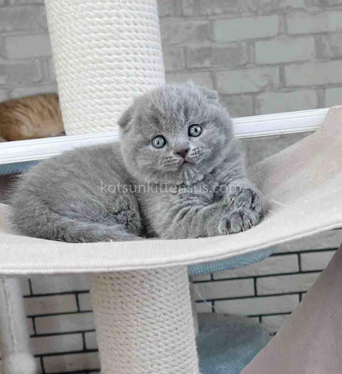 Scottish Fold Baby Boy Martin Blue Solid photo 10
