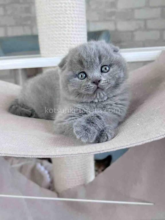 Scottish Fold Baby Boy Martin Blue Solid photo 14