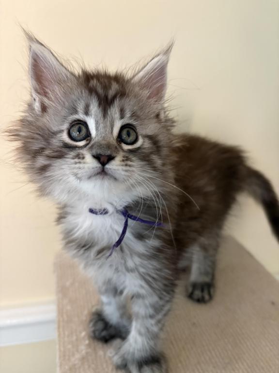 Iduna Polydactyl Black Silver Tabby Maine Coon photo 3