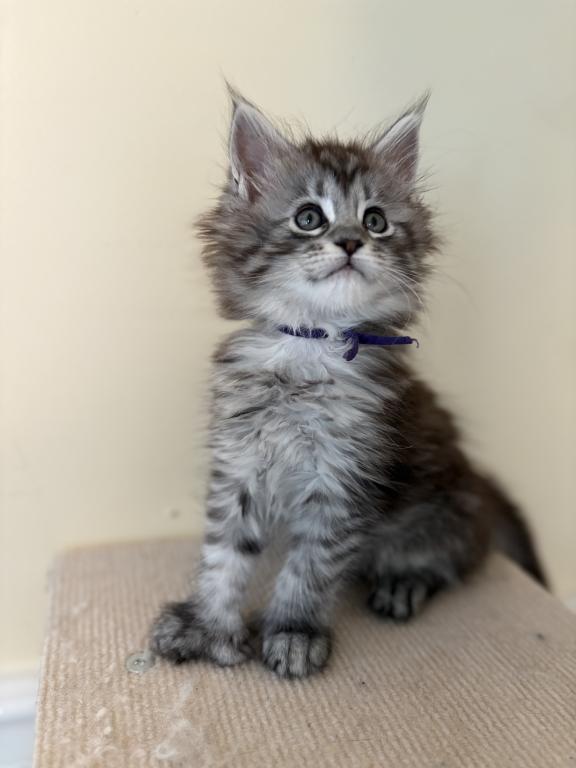 Iduna Polydactyl Black Silver Tabby Maine Coon
