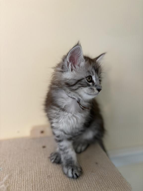 Iduna Polydactyl Black Silver Tabby Maine Coon photo 2