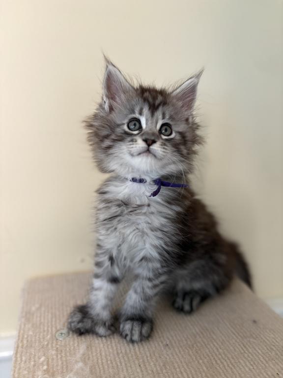 Iduna Polydactyl Black Silver Tabby Maine Coon photo 4