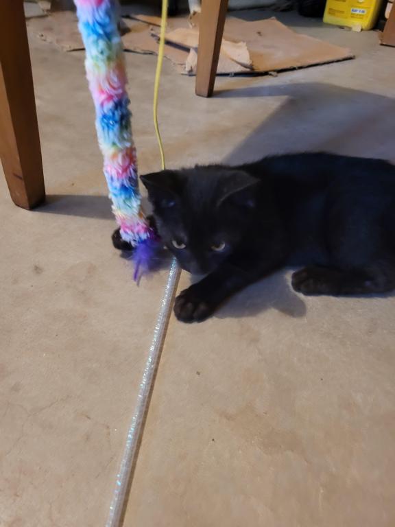 Little Panther