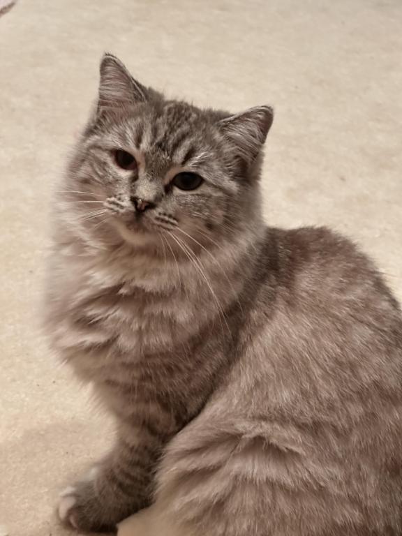 TIGERLILY photo 22