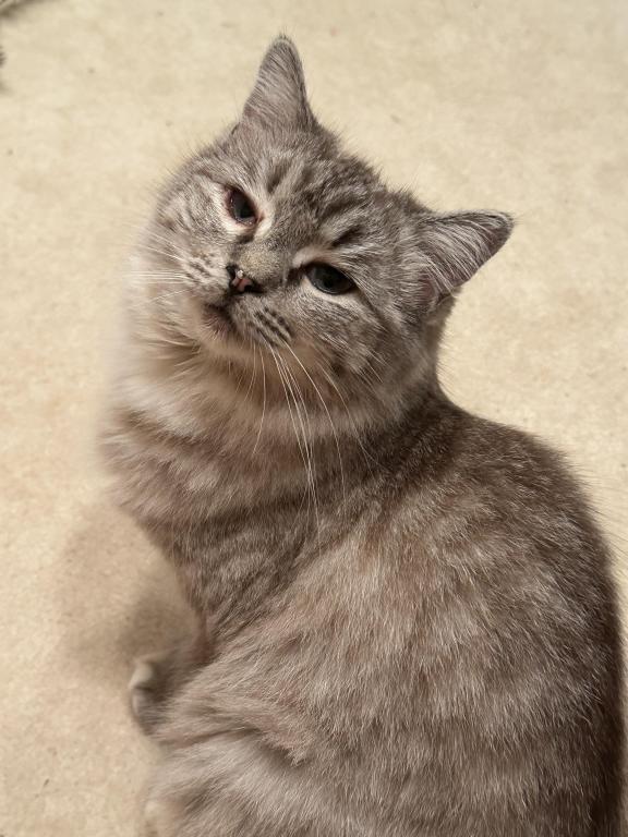 TIGERLILY photo 21
