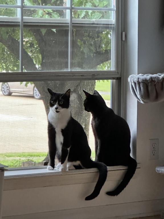 Alfie & Buckwheat photo 2