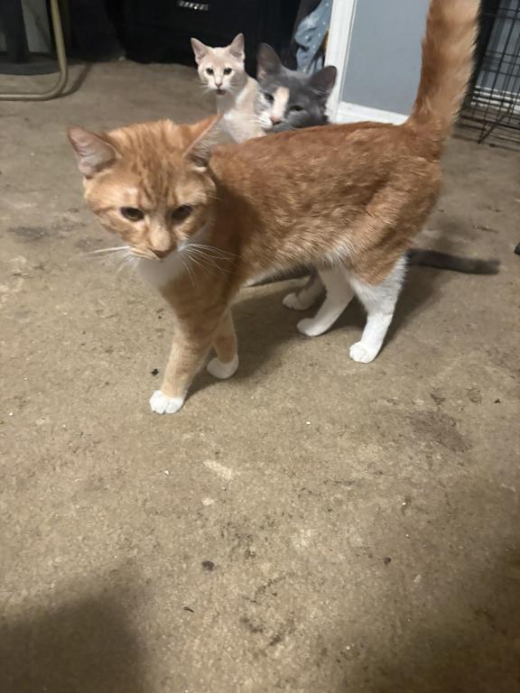 Garfield photo 1