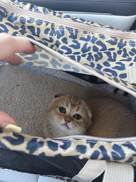 Scottish Fold photo 2