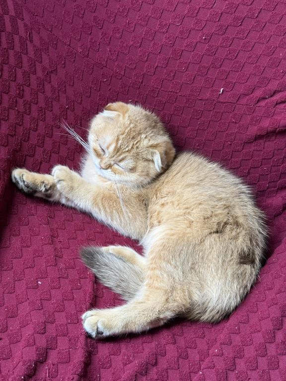 Scottish Fold photo 5