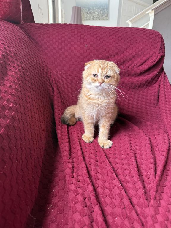 Scottish Fold photo 3