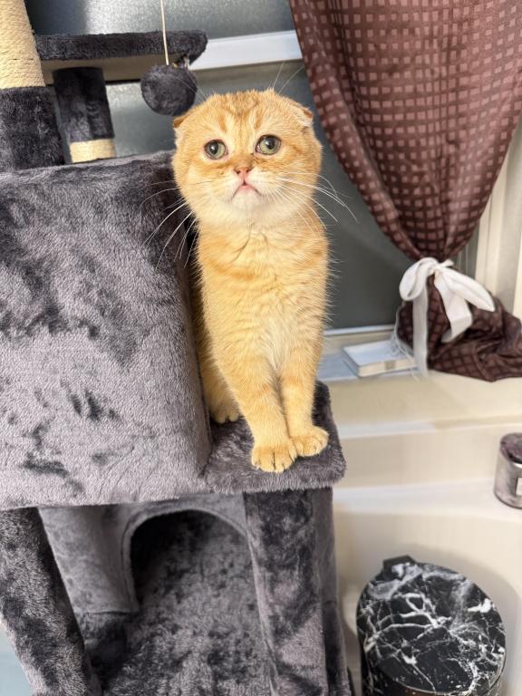 Scottish Fold photo 4