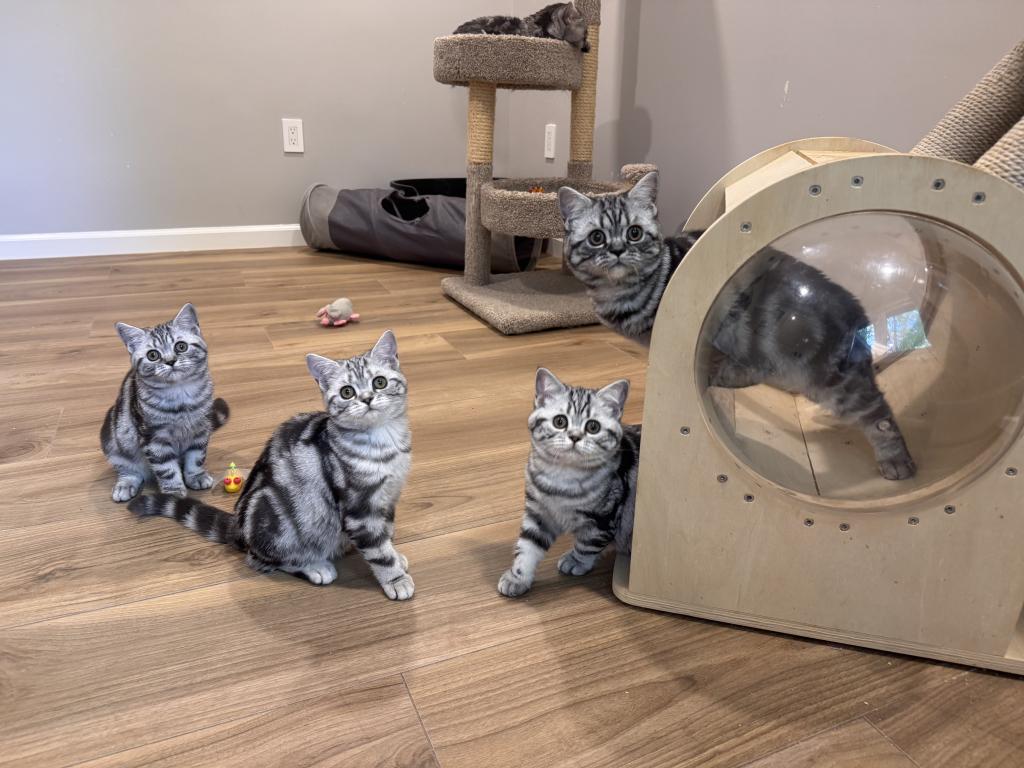 Black Silver Classic Tabby photo 3