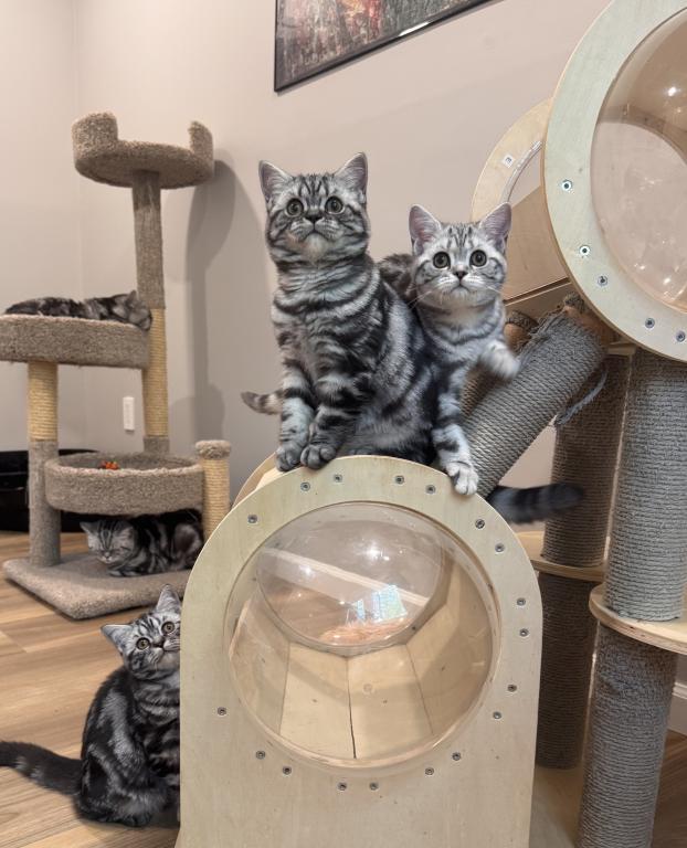 Black Silver Classic Tabby photo 2
