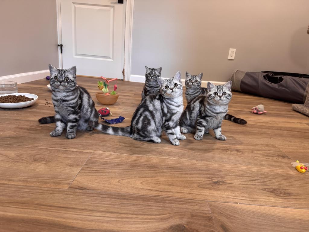 Black Silver Classic Tabby photo 4