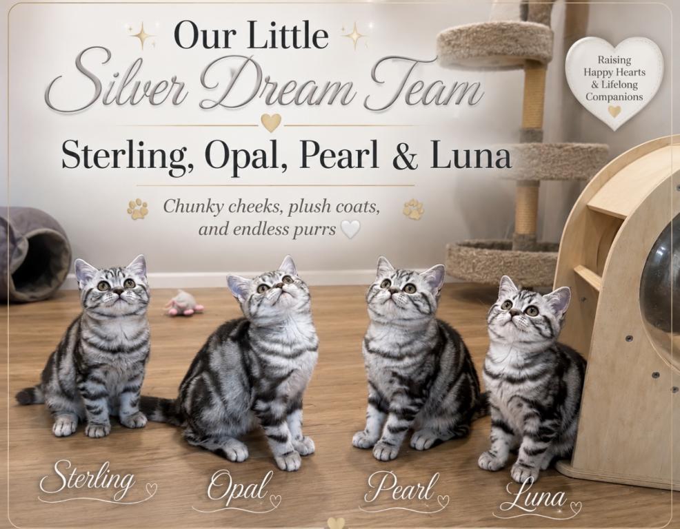 Black Silver Classic Tabby photo 1
