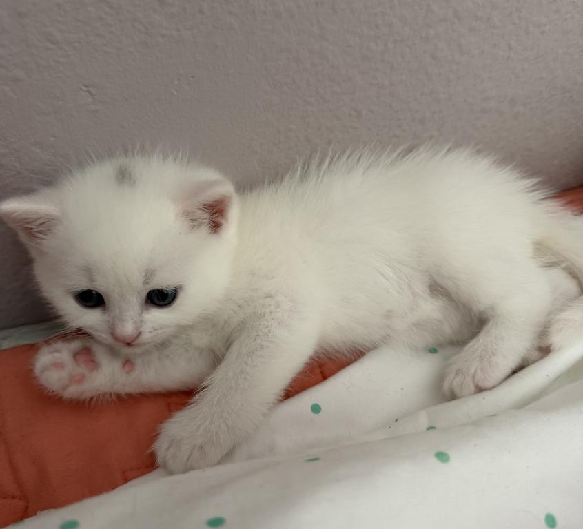 White Color Scottish Straight Female Kitten photo 15