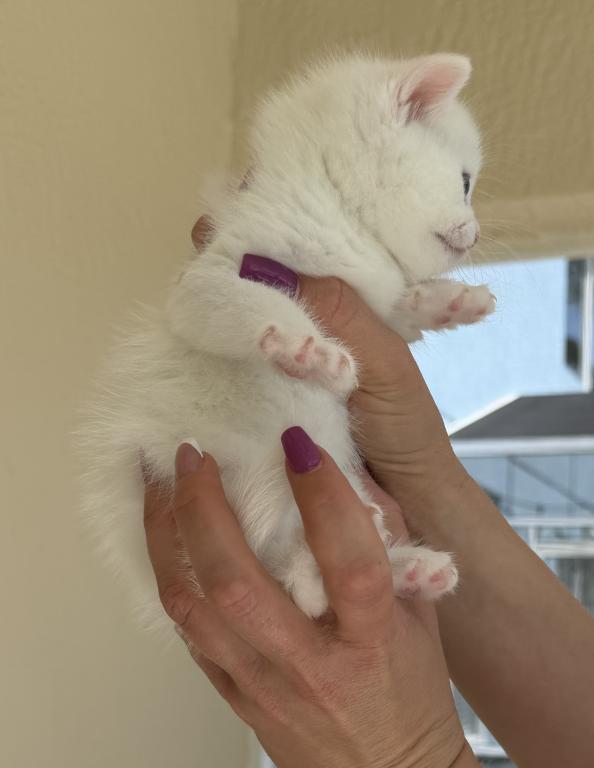 White Color Scottish Straight Female Kitten photo 2