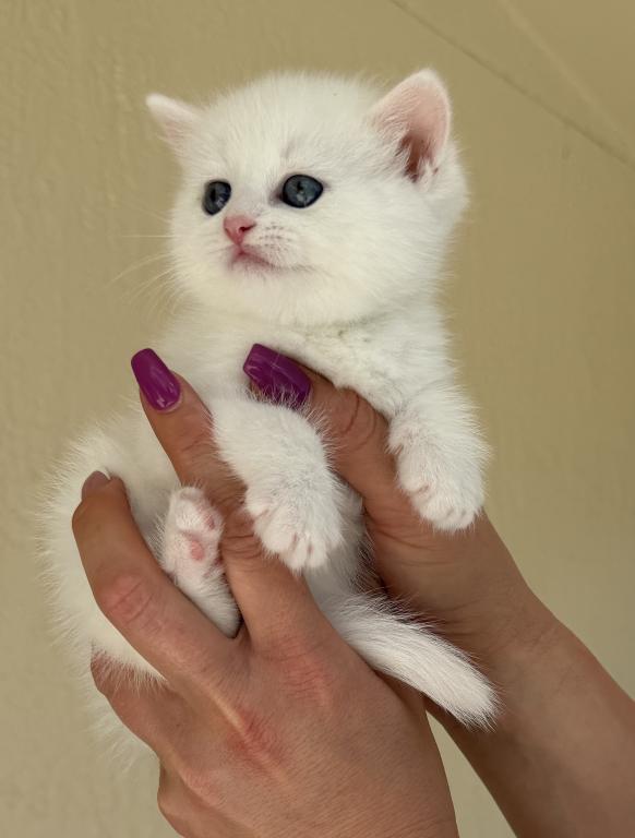 White Color Scottish Straight Female Kitten photo 8