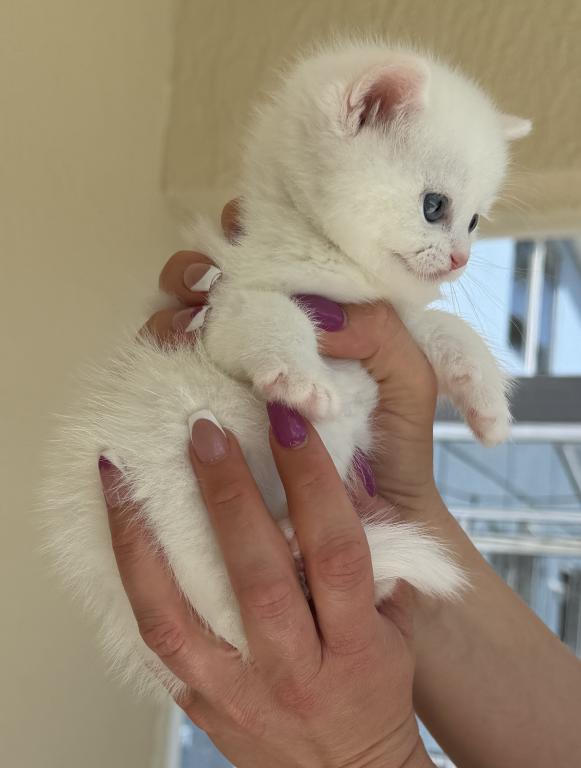 White Color Scottish Straight Female Kitten photo 3