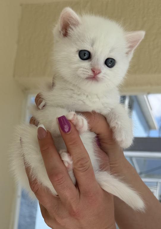 White Color Scottish Straight Female Kitten photo 9