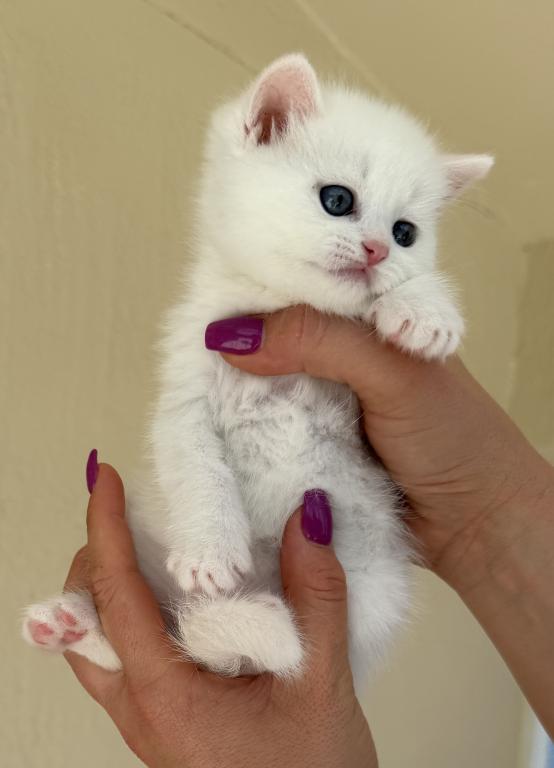 White Color Scottish Straight Female Kitten photo 7