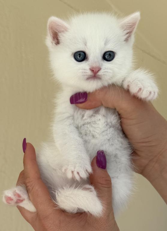 White Color Scottish Straight Female Kitten photo 5