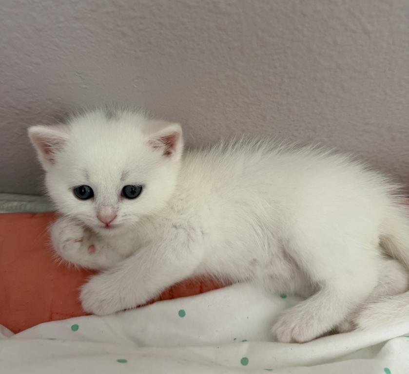 White Color Scottish Straight Female Kitten photo 1