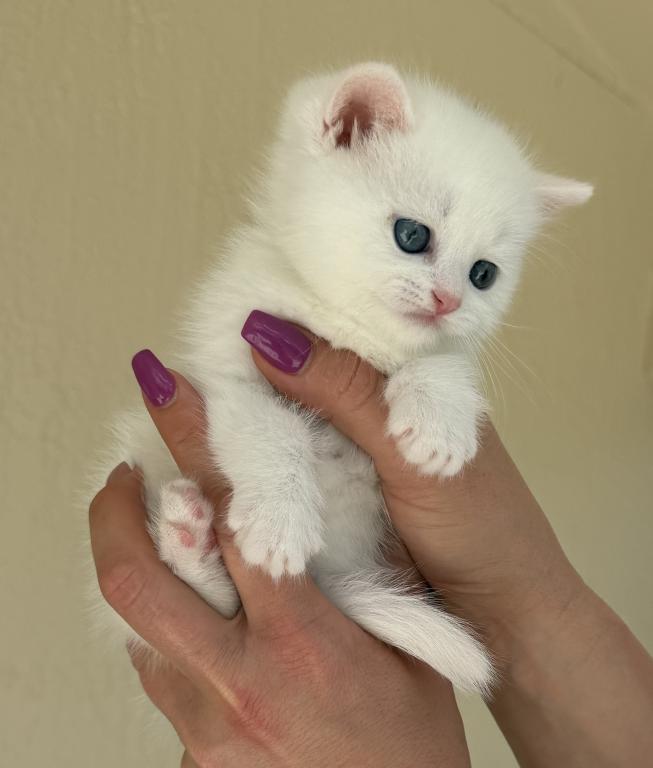 White Color Scottish Straight Female Kitten photo 6