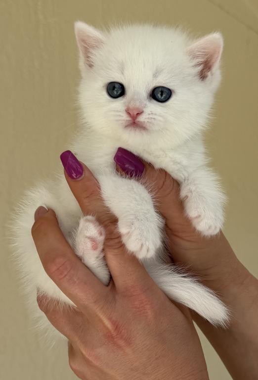 White Color Scottish Straight Female Kitten photo 11