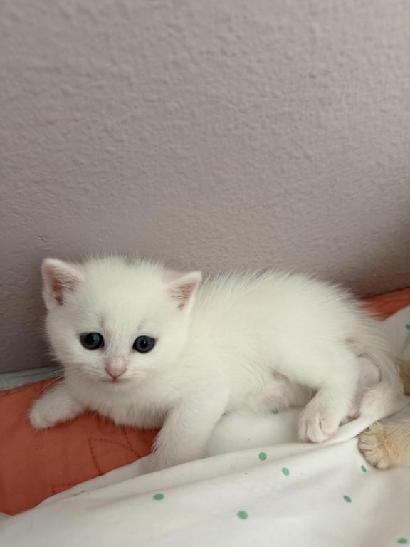 White Color Scottish Straight Female Kitten photo 12