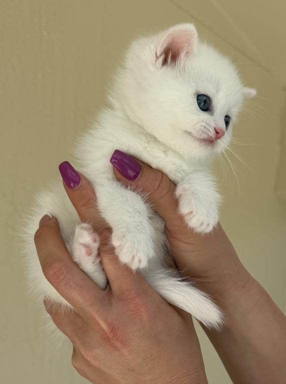 White Color Scottish Straight Female Kitten photo 4