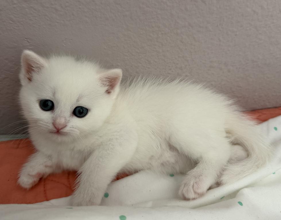 White Color Scottish Straight Female Kitten photo 14