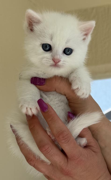 White Color Scottish Straight Female Kitten photo 10