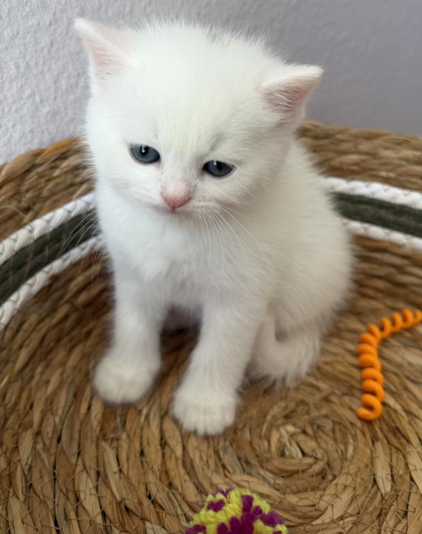 White Color Scottish Straight Female Kitten photo 16