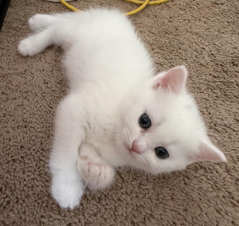 White Color Scottish Straight Female Kitten photo 13