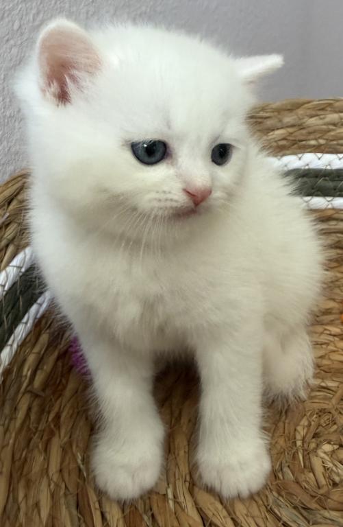 White Color Scottish Straight Female Kitten photo 17